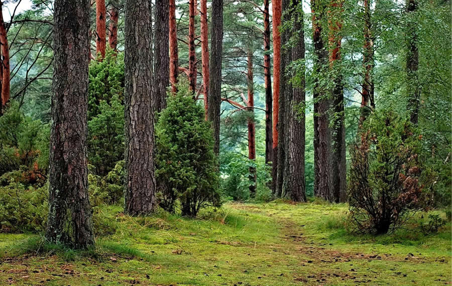 Forest Bathing: Mother Nature's Own Immersion Therapy