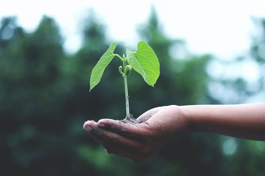 Activities you can do this Earth Day