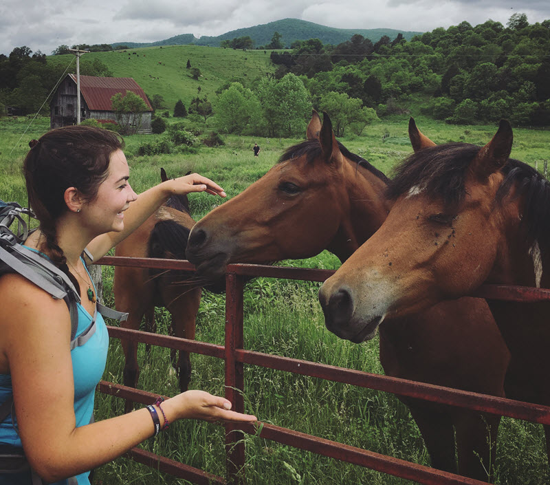 Appalachian Trail Horses