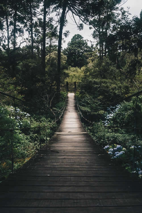 Living World of the Forests