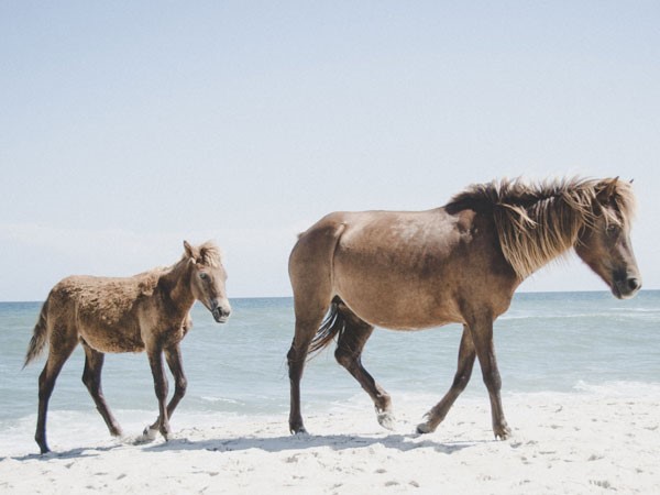 Wild horses on a beach