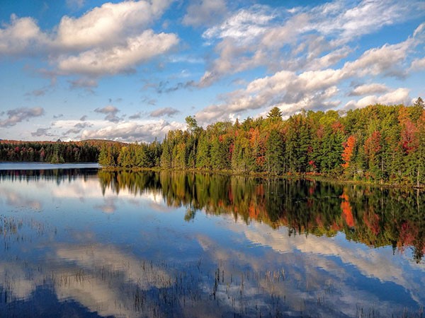 sweeping view of a surrounding forest