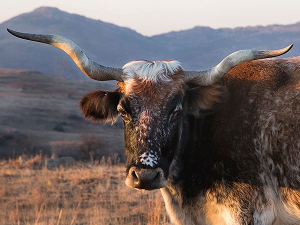 free-ranging buffalo